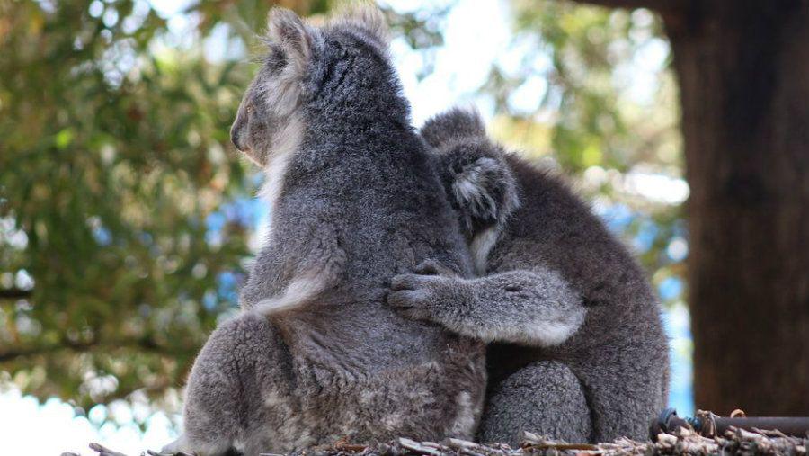 Las imaacutegenes de los Koalas que conmueven al mundo