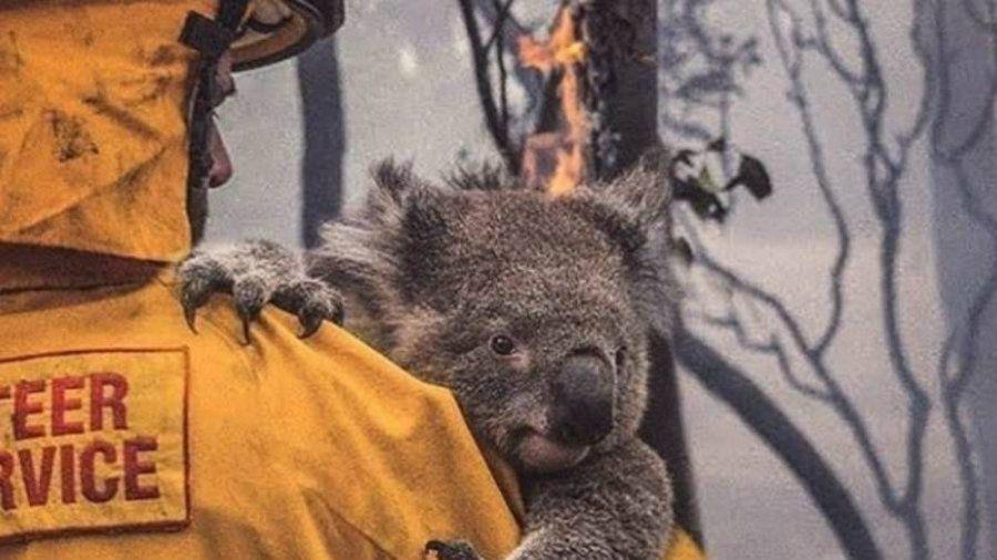 Las imaacutegenes de los Koalas que conmueven al mundo