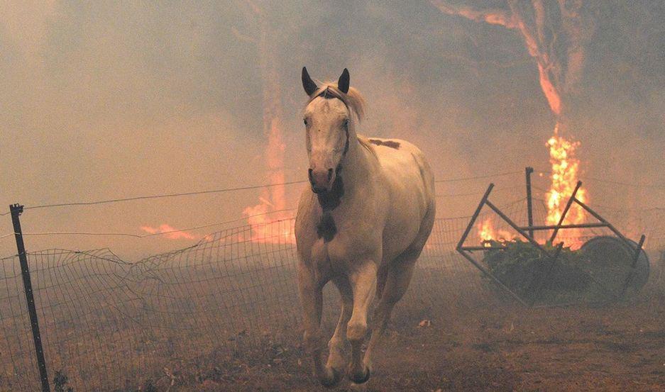 Miles de animales murieron a causa de los incendios