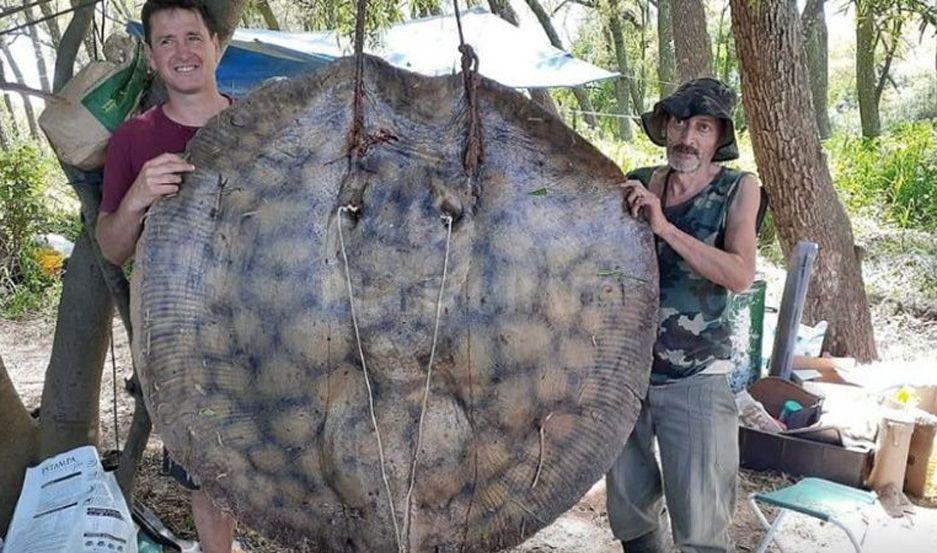 VIDEO Un grupo de amigos pescoacute una raya de 153 kilos en el riacuteo Paranaacute