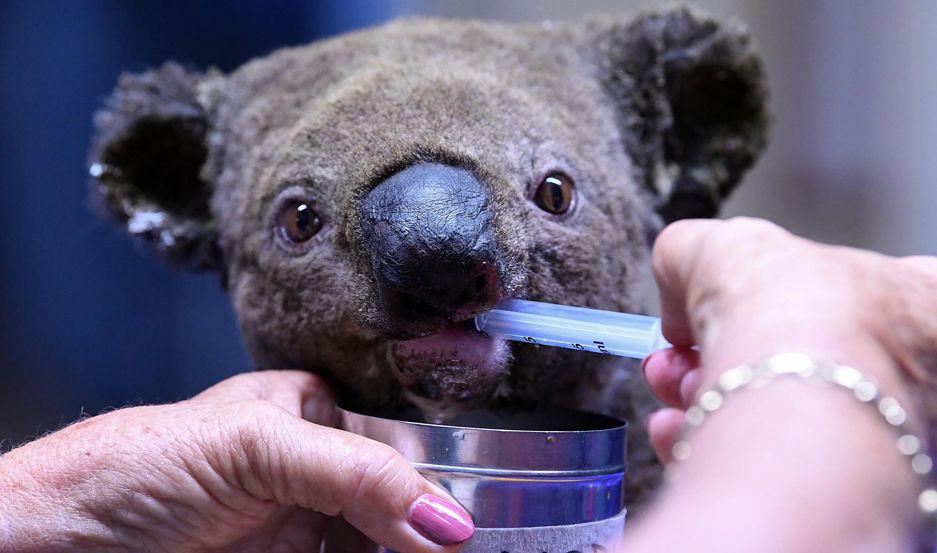 Asiacute funciona el hospital de koalas que trata de salvarlos de la extincioacuten