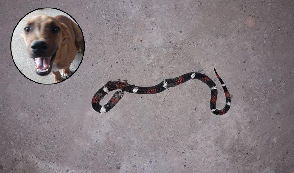 Rex salvó a su amo de ser picado por una víbora