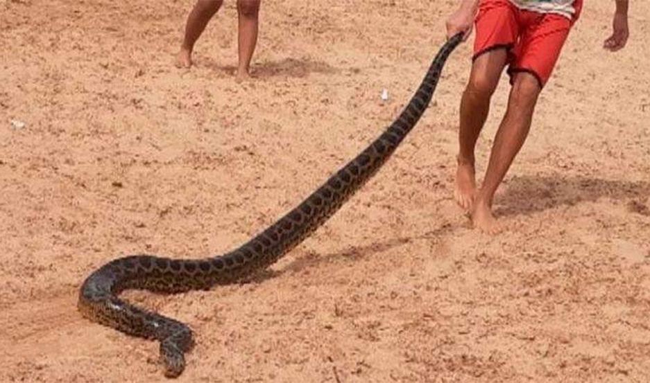VIDEO  Una anaconda amarilla se aparecioacute en una playa y asustoacute a todos