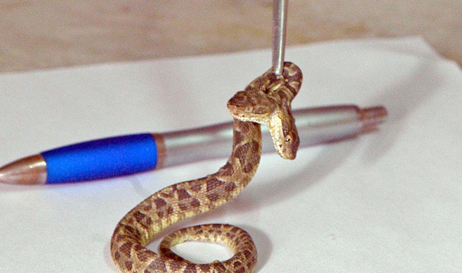 Muchas de las víboras fueron encontradas en el interior de las viviendas