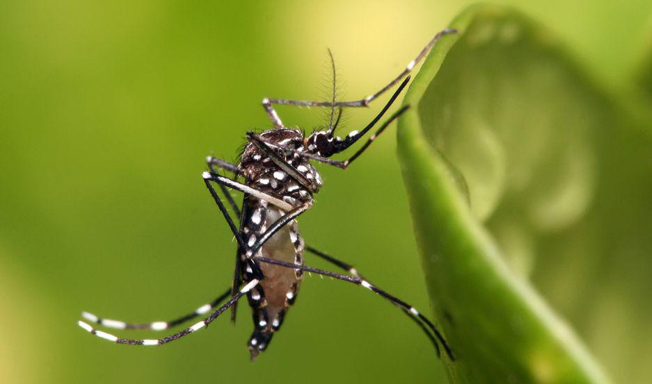 Confirmaron casos de dengue serotipo DEN 1 en provincia de Misiones