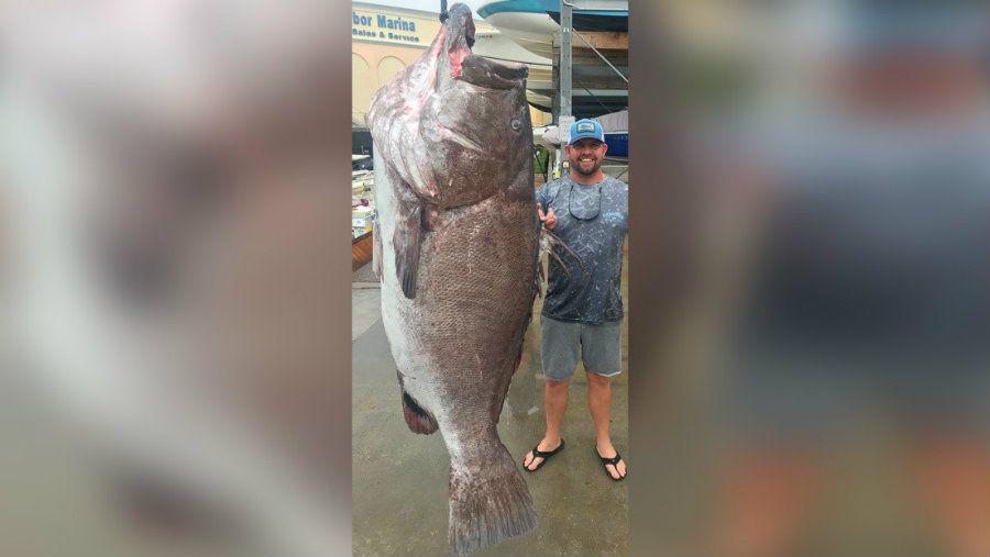 Atrapoacute un pescado de 160 kg y resultoacute ser una especie en peligro de extincioacuten