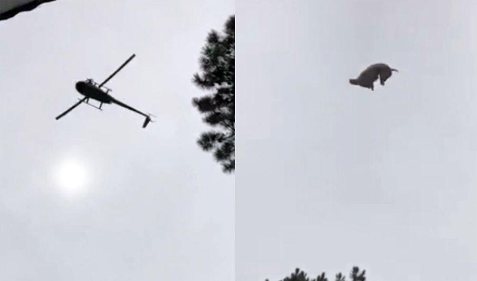 Indignacioacuten en las redes por el video en el que tiran un cerdo a una pileta desde un helicoacuteptero