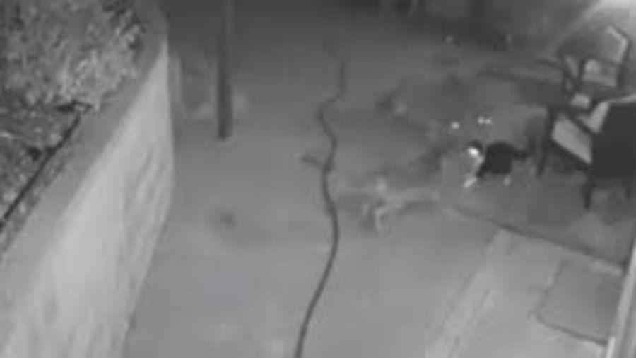 Un gato valiente enfrentando a tres coyotes