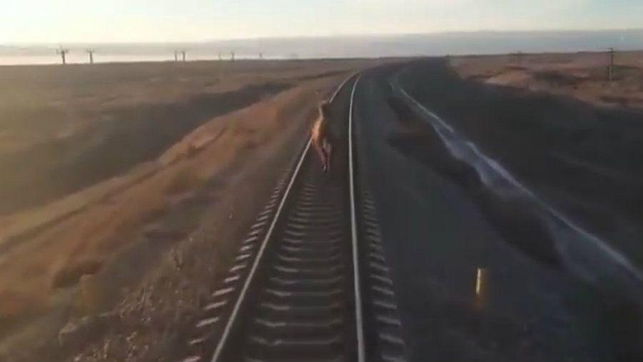 Insoacutelito- un camello corriendo por una viacutea retrasoacute un tren internacional en Rusia