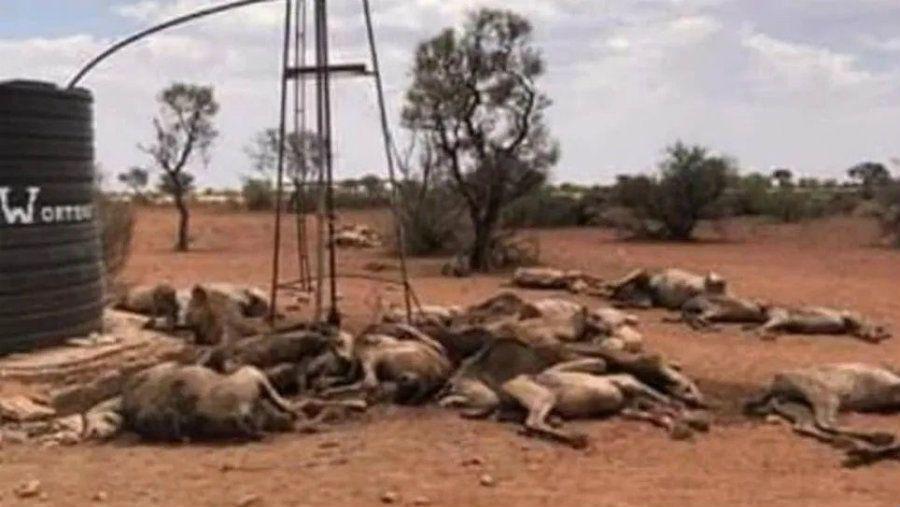 Indignante- comenzoacute la matanza de camellos en Australia