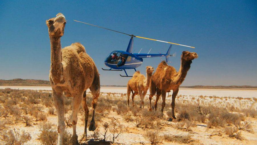 Indignante- comenzoacute la matanza de camellos en Australia