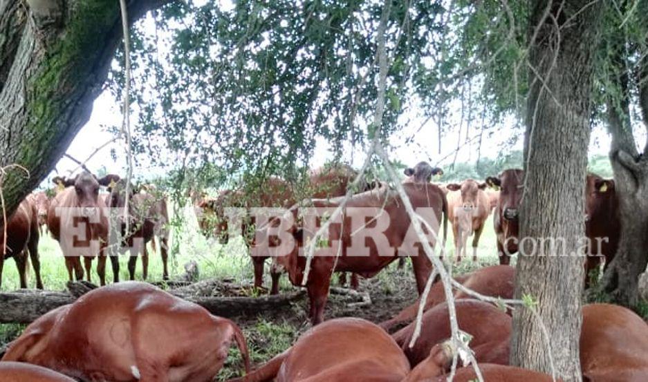 Un rayo mató a ocho vaquillonas