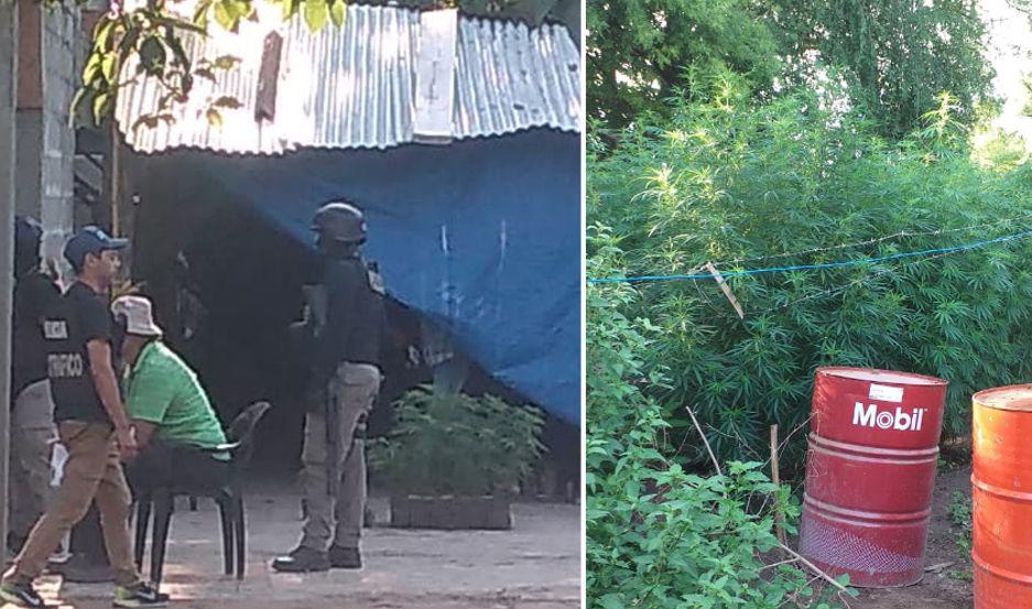 Allanan dos viviendas en Friacuteas y descubren una enorme plantacioacuten de marihuana