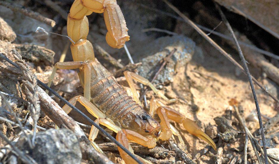 PREVENCIÓN El calor y la humedad son ideales para la proliferación de escorpiones por lo que se recomiendan extremar las medidas preventivas
