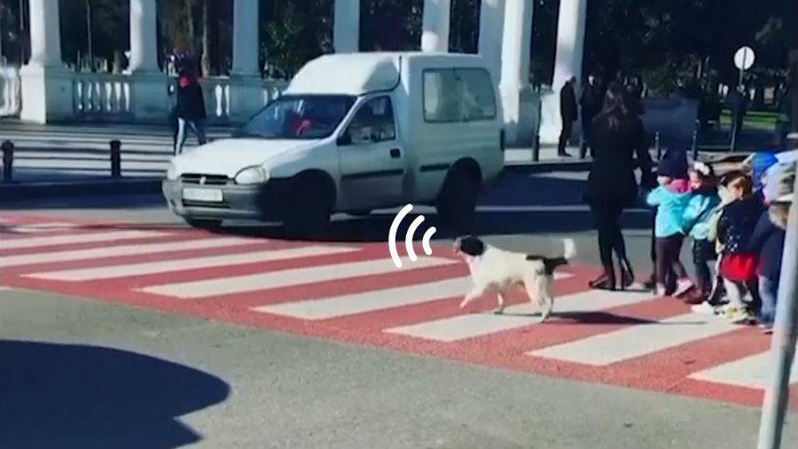 Un  perro ayudando a nintildeos a cruzar la calle se volvioacute viral