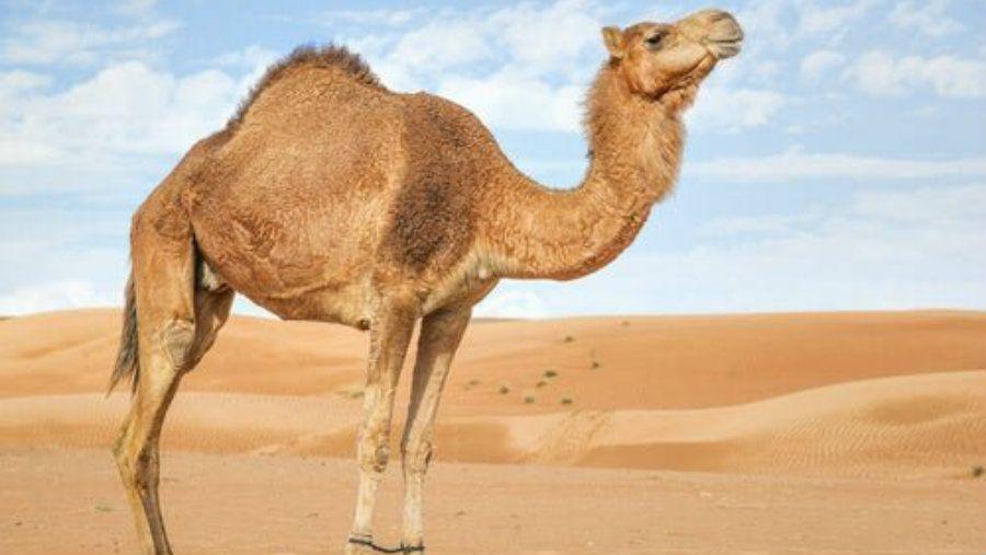 El consuelo de un camello a su duentildeo se volvioacute viral
