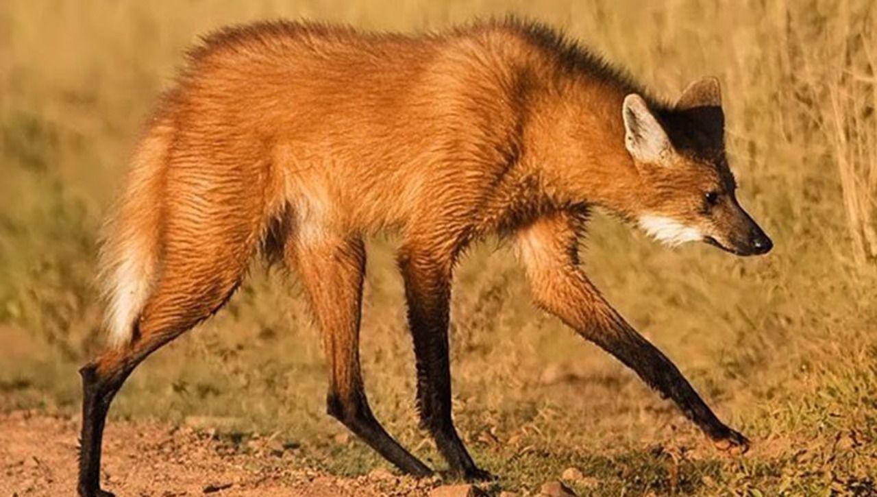 VIDEO Cuando se creiacutea que no habiacutea maacutes en Santiago un Aguaraacute guazuacute sorprendioacute a lugarentildeos