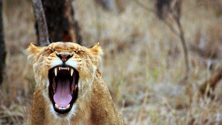 Una leona ataca a un jabaliacute ante la mirada atoacutenita de los presentes