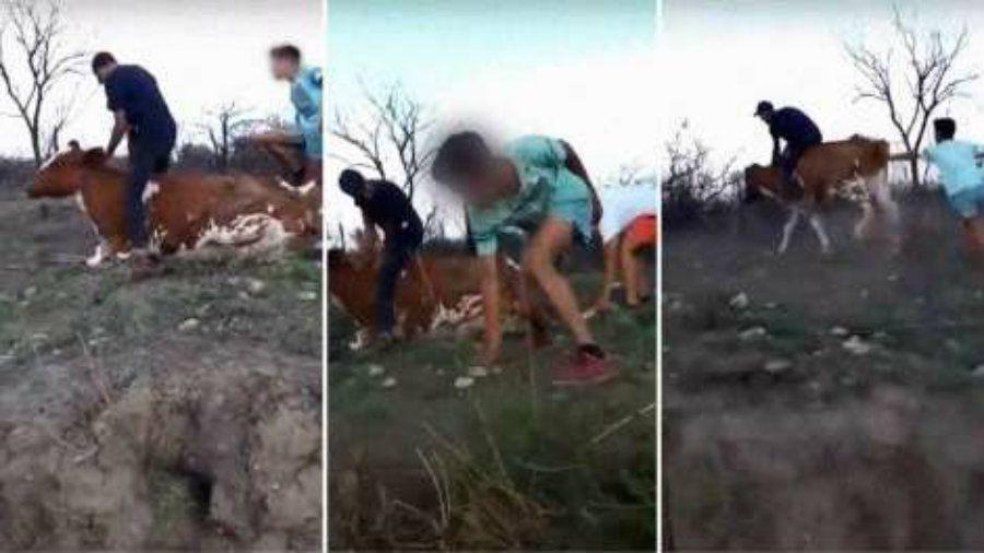 Indignante- golpearon una vaca se filmaron y subieron el video a las redes sociales