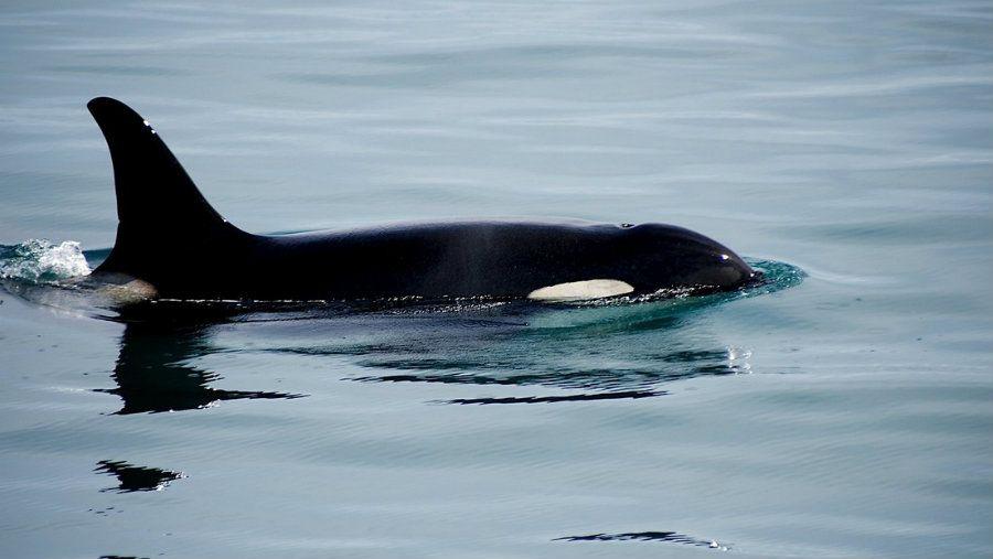 Orcas rodearon a un tiburoacuten blanco para atacarlo