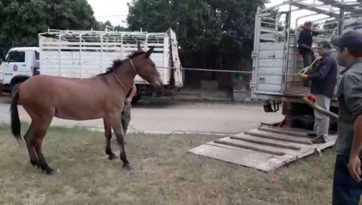 La presencia de animales sueltos es un problema en Friacuteas