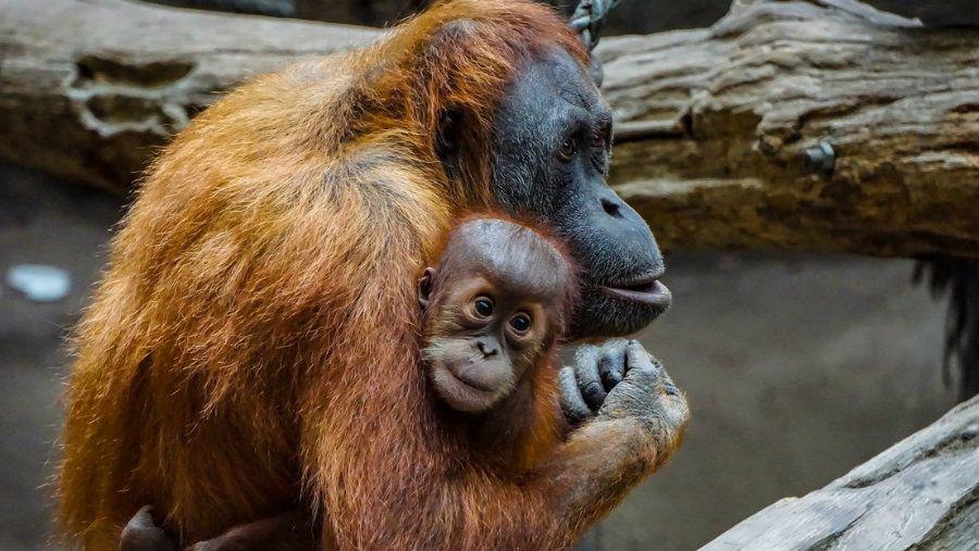 Un orangutaacuten intenta ayudar a un hombre a salir de un riacuteo con serpientes