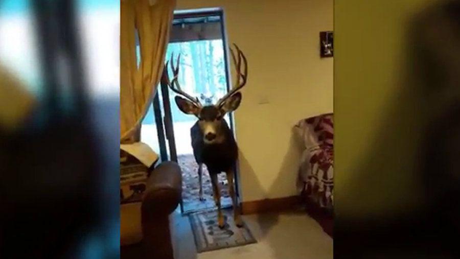Una mujer alimenta a ciervos en su casa y acaba penalizada