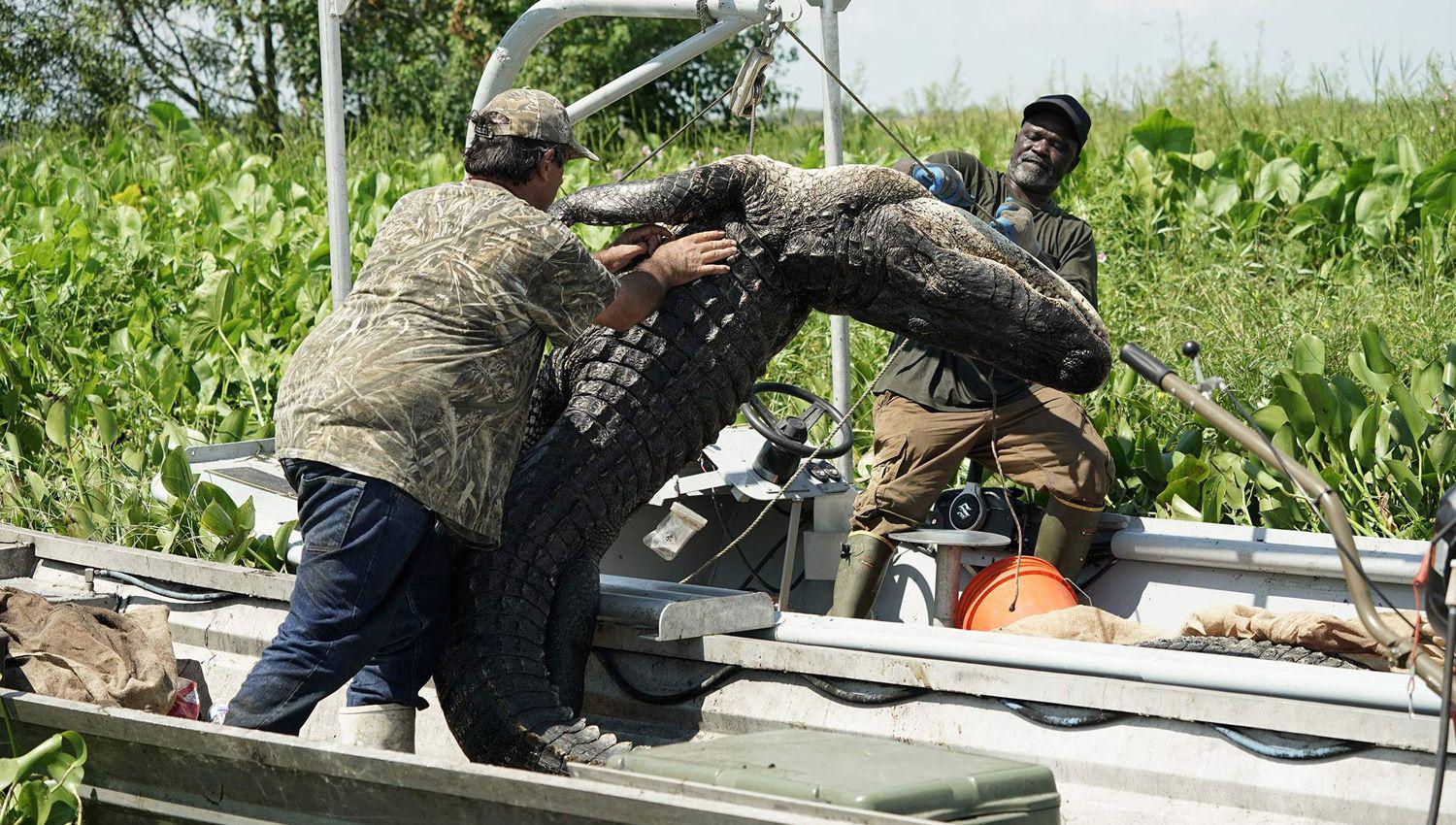 Luisiana sufre una invasioacuten  de cocodrilos depredadores