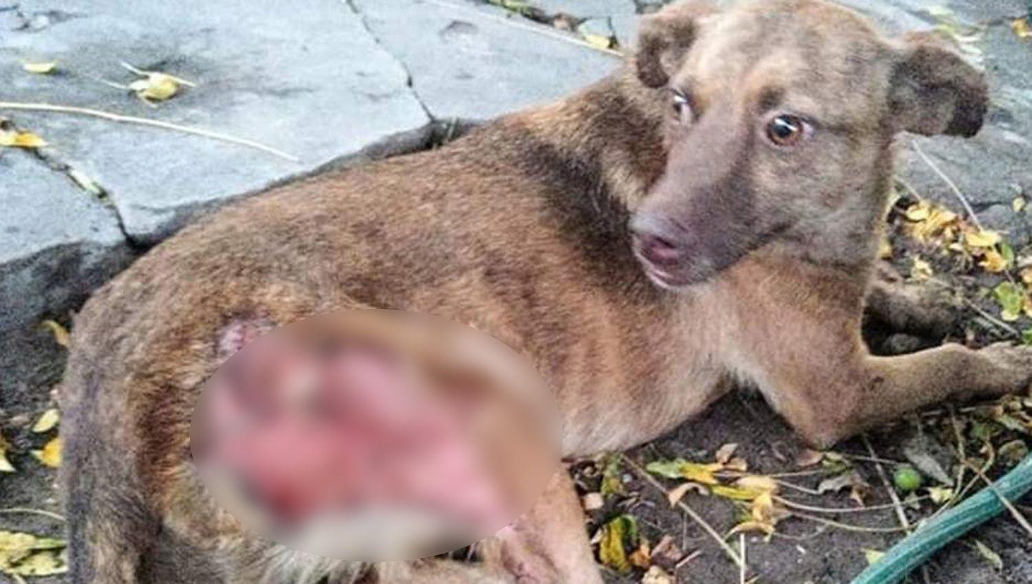 El animal tenía gravísimas lesiones en la parte trasera de su cuerpo
Fue asistido por un veterinario que le realizó las curaciones necesarias
