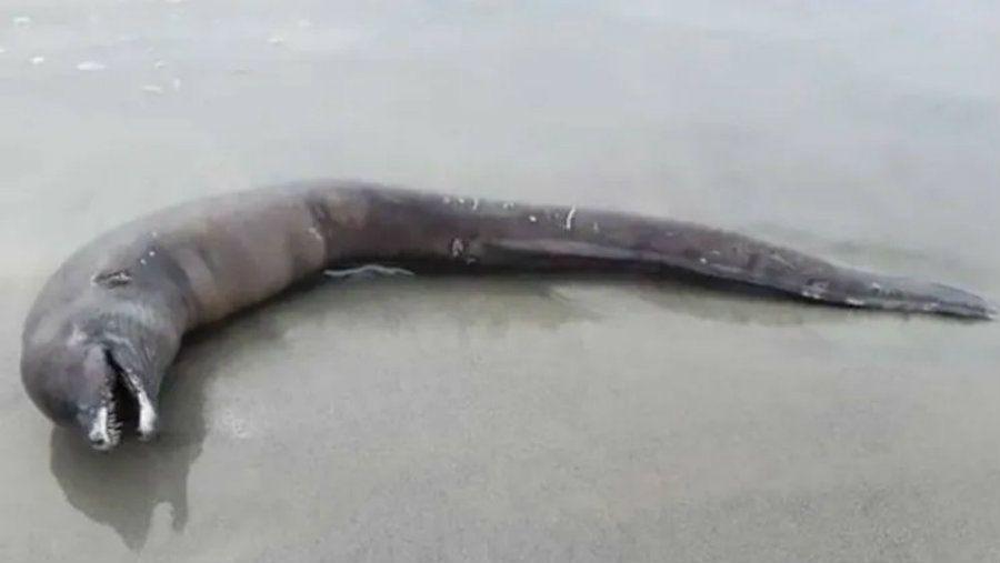 Extrantildea criatura aparecioacute en las playas mexicanas