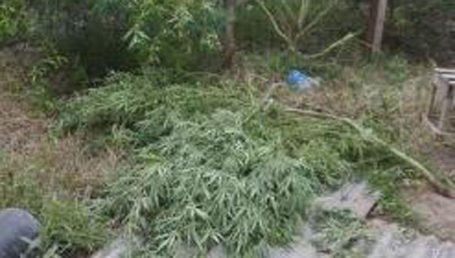 Efectivos policiales decomisaron un total de 14455 Kg