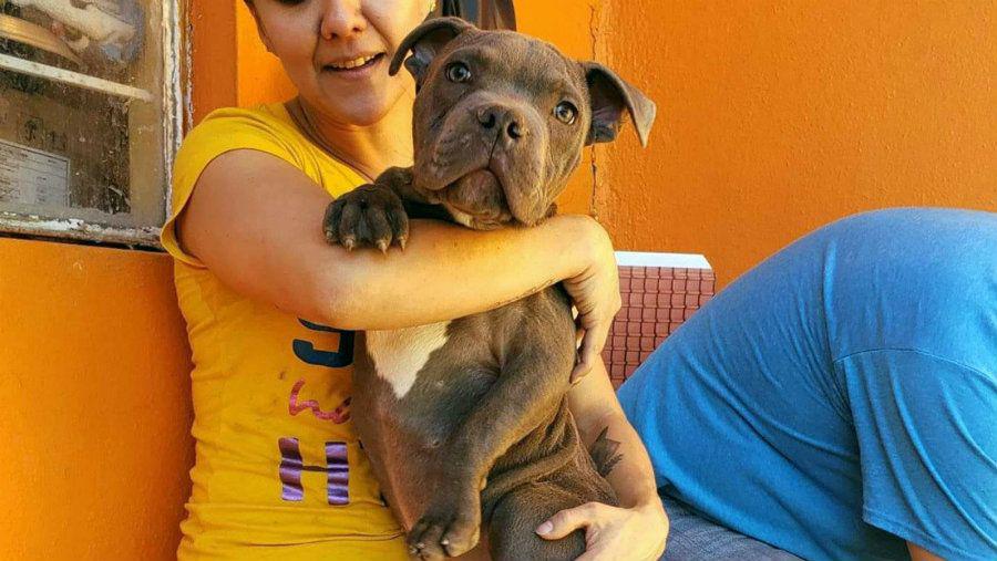 Un nintildeo entrega en adopcioacuten a un perro y conmociona a los usuarios de las redes sociales con una carta