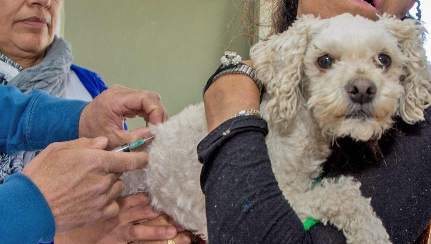 Es en beneficio de perros y gatos a partir de los 3 meses de edad