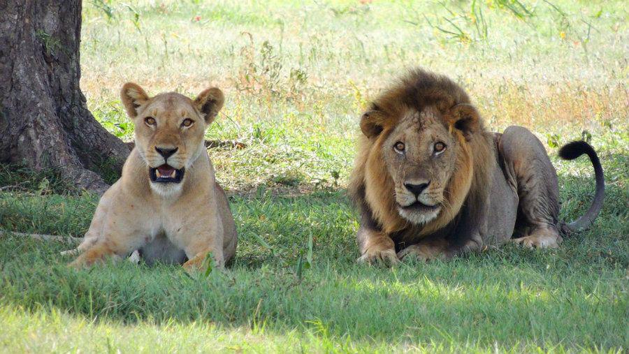 Viral- dos leones cuidan de un antiacutelope durante 20 minutos y luego lo atacan
