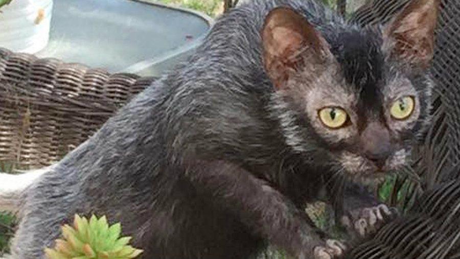 El increiacuteble aspecto de un gato se volvioacute viral