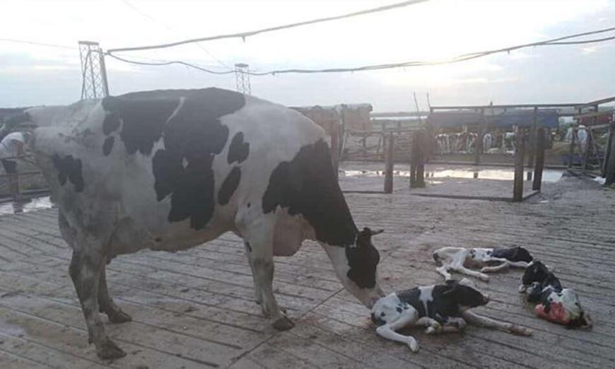 Sorpresa por el nacimiento de trillizos bovinos en un tambo