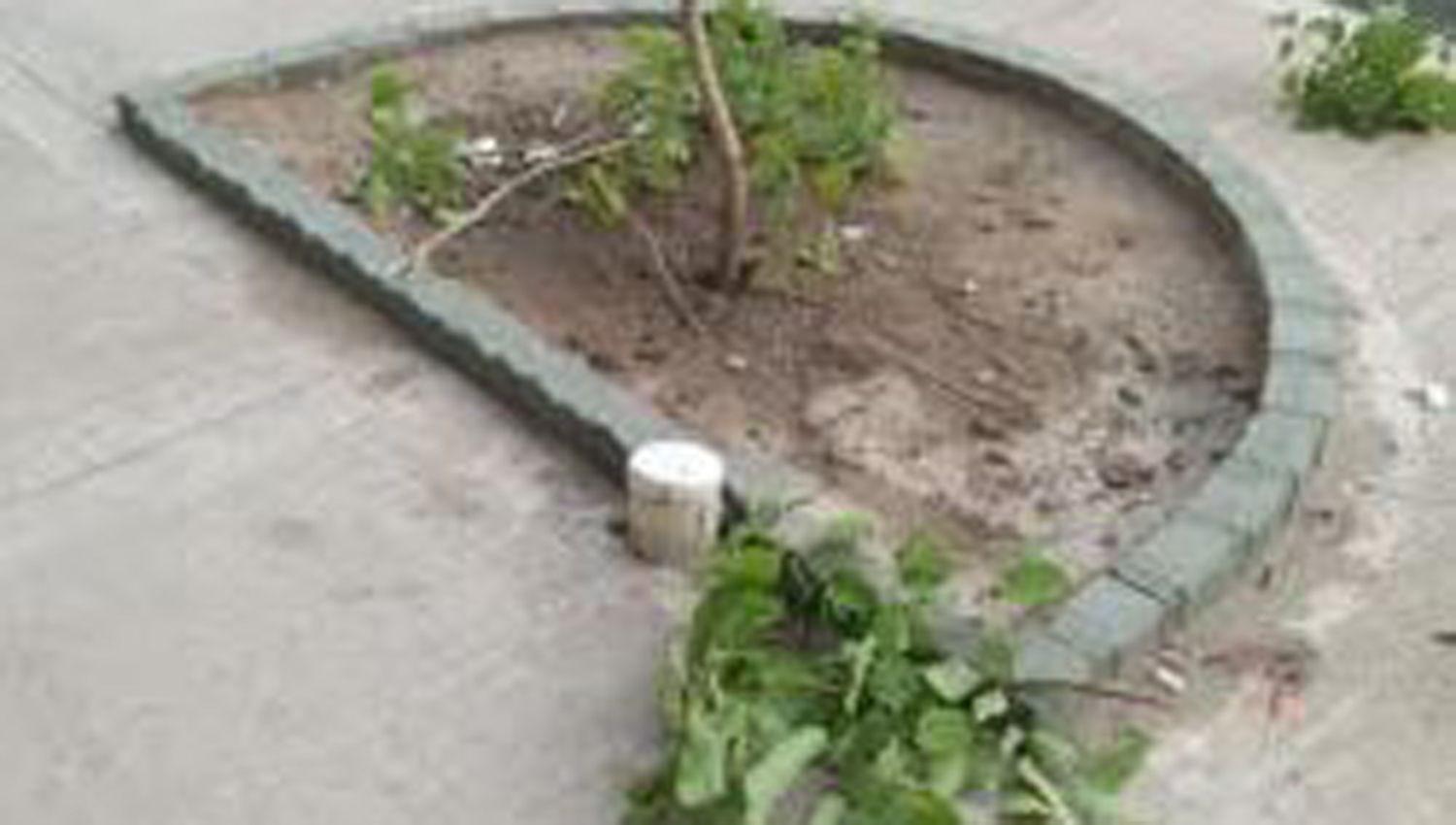 La Banda- propietario de un local comercial mutiloacute una planta y la comuna lo sancionoacute