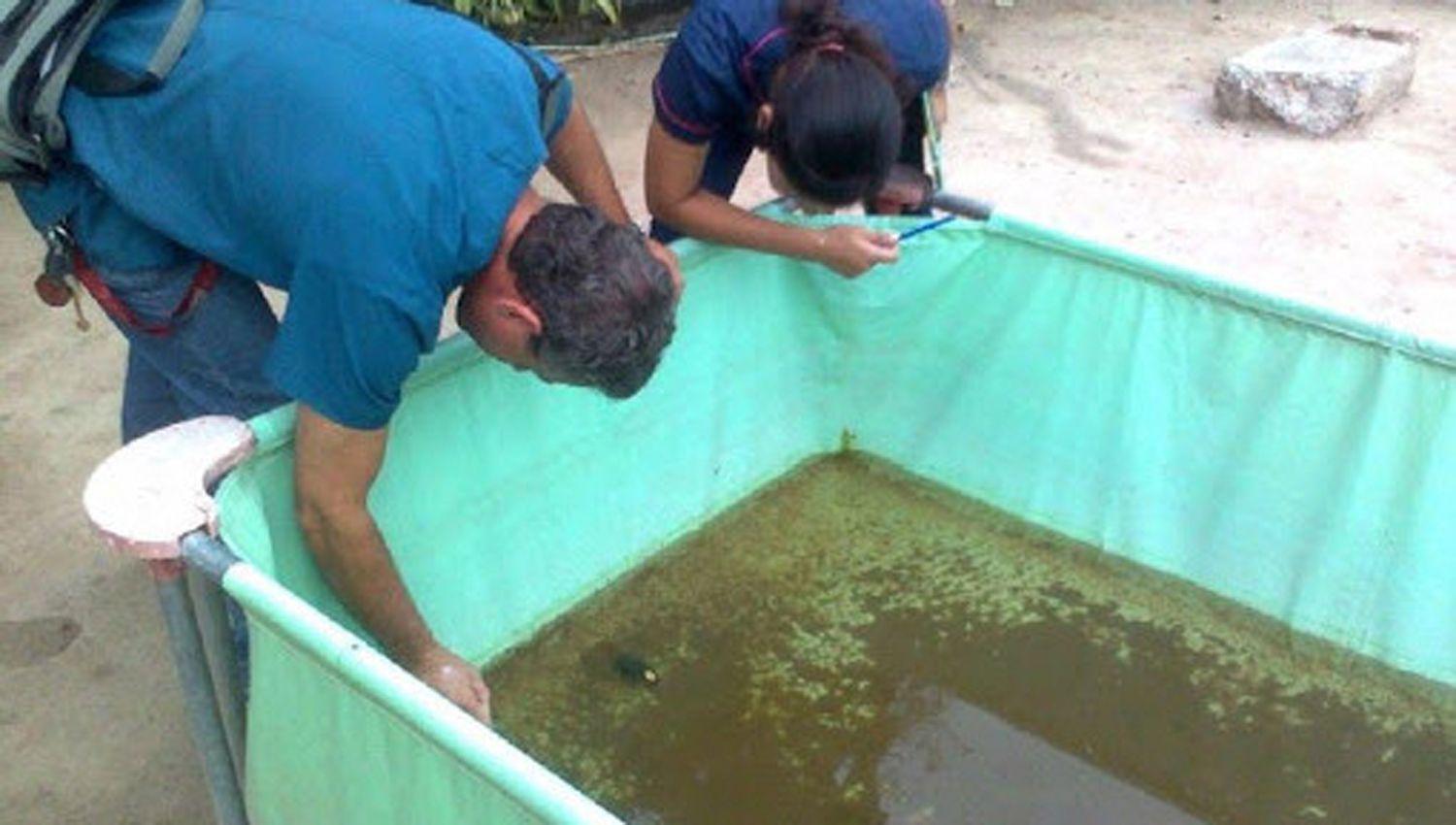 Solicitan erradicar los recipientes que acumulan
agua donde crecen las larvas del Aedes aegyptis