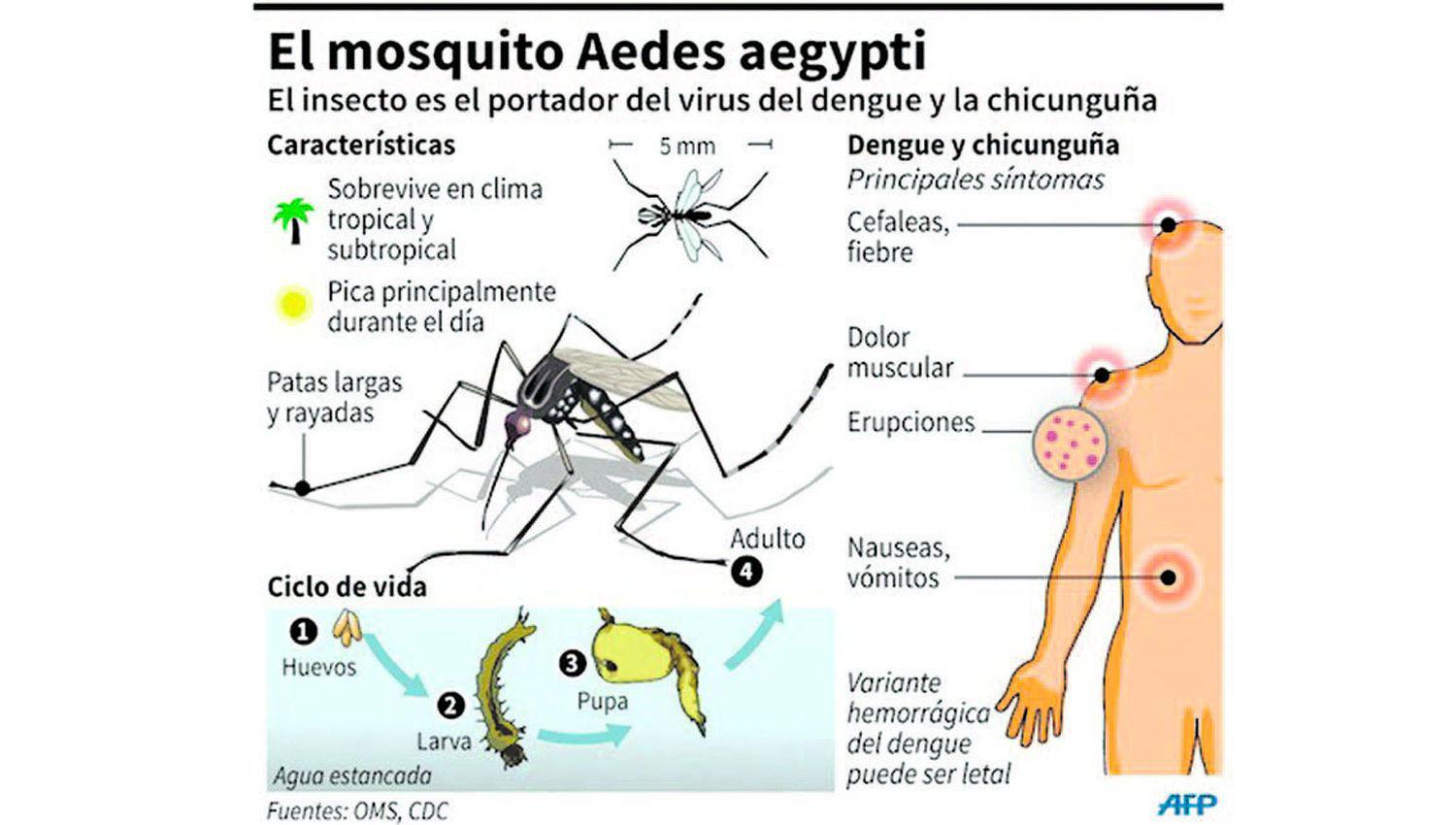 CUIDADOS El dengue no tiene tratamiento específico por eso es tan importante la prevención
