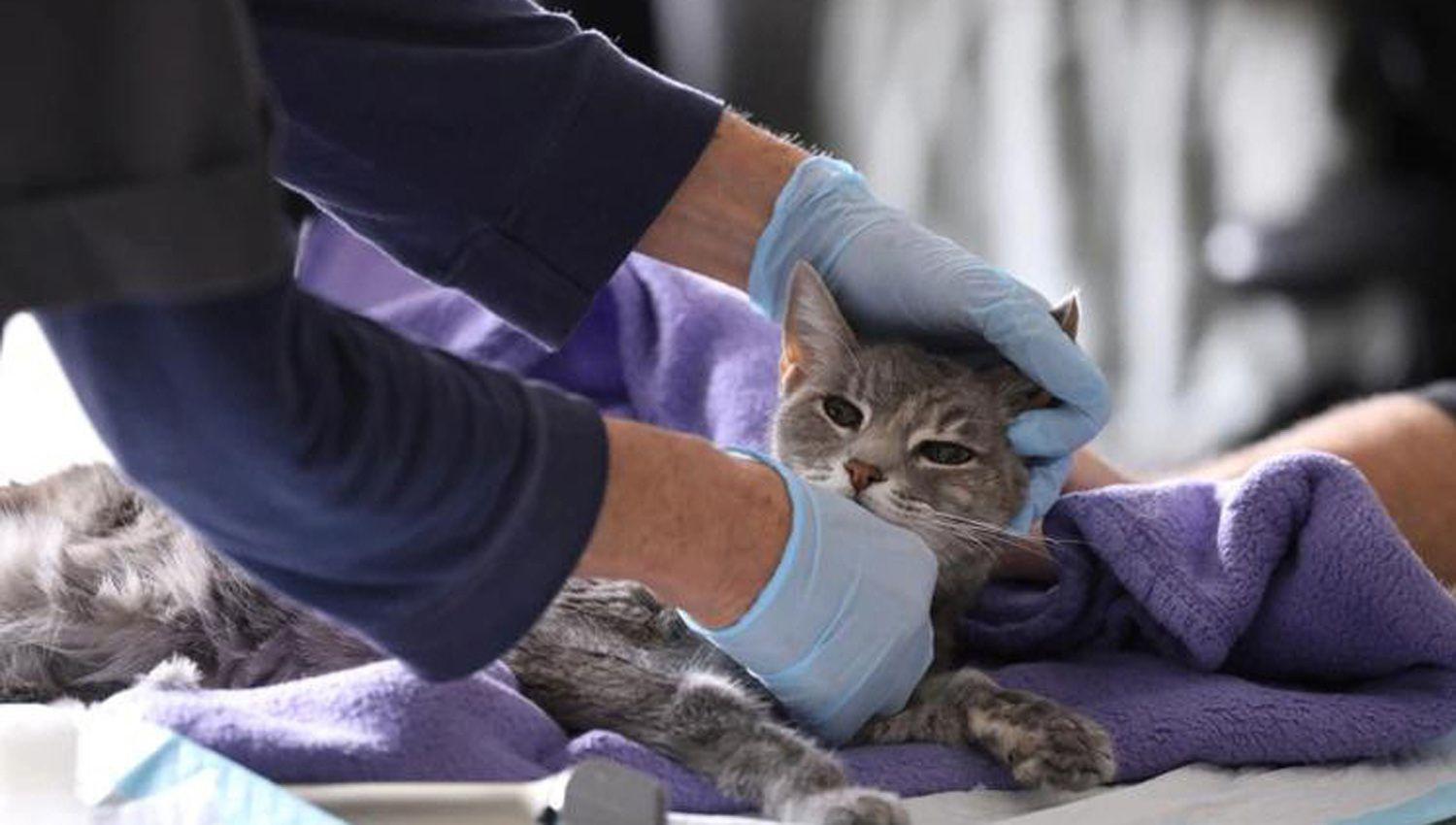 Especialistas chinos aseguran que los gatos pueden contraer coronavirus y contagiarse entre ellos