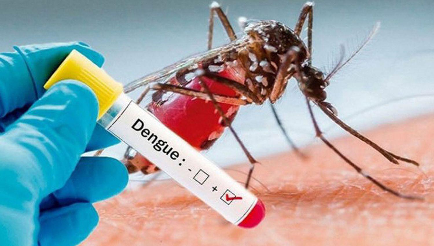 Los principales transmisores del dengue en nuestro medio son los mosquitos Aedes aegypti
