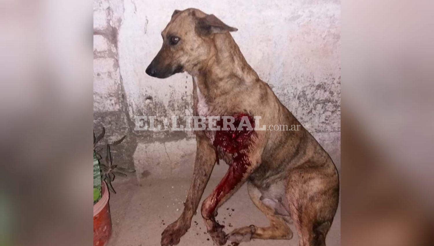 Indignacioacuten en Loreto por cruel ataque a un perro que recibioacute un disparo