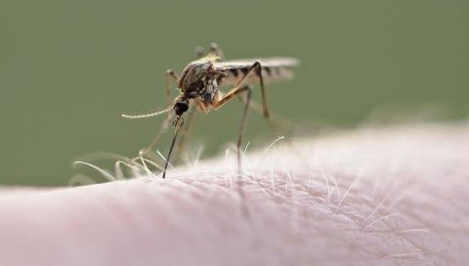 Dengue en Santiago del Estero- un total de 505 pacientes dieron positivo