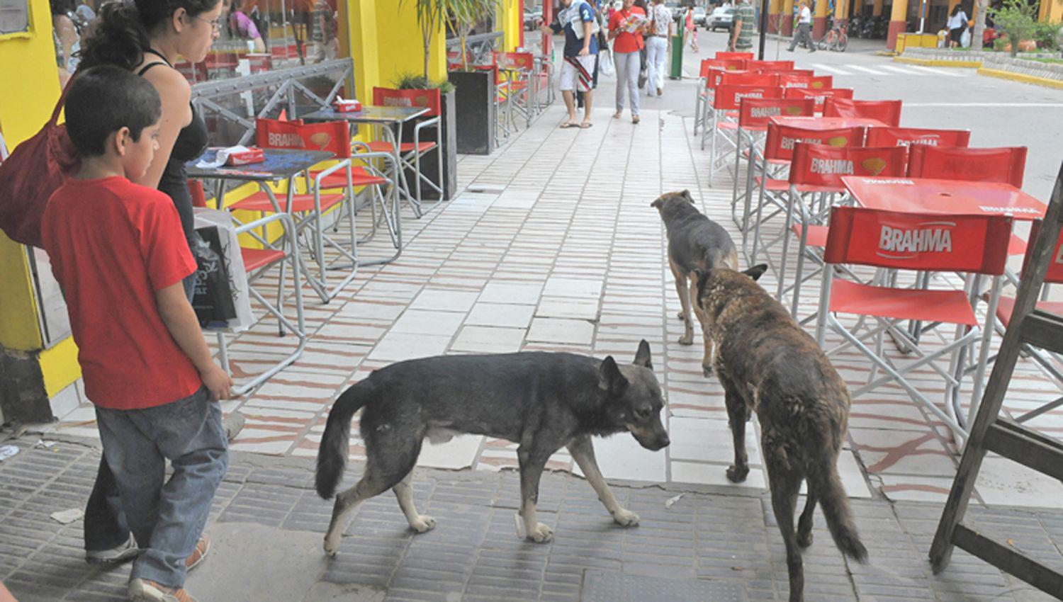 Sostienen que perros callejeros podriacutean estar en el origen de la pandemia