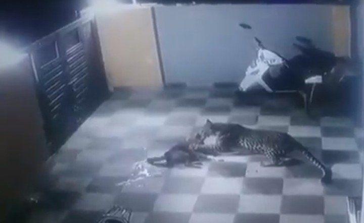 Por la cuarentena de los humanos un leopardo intentoacute comerse a un perro