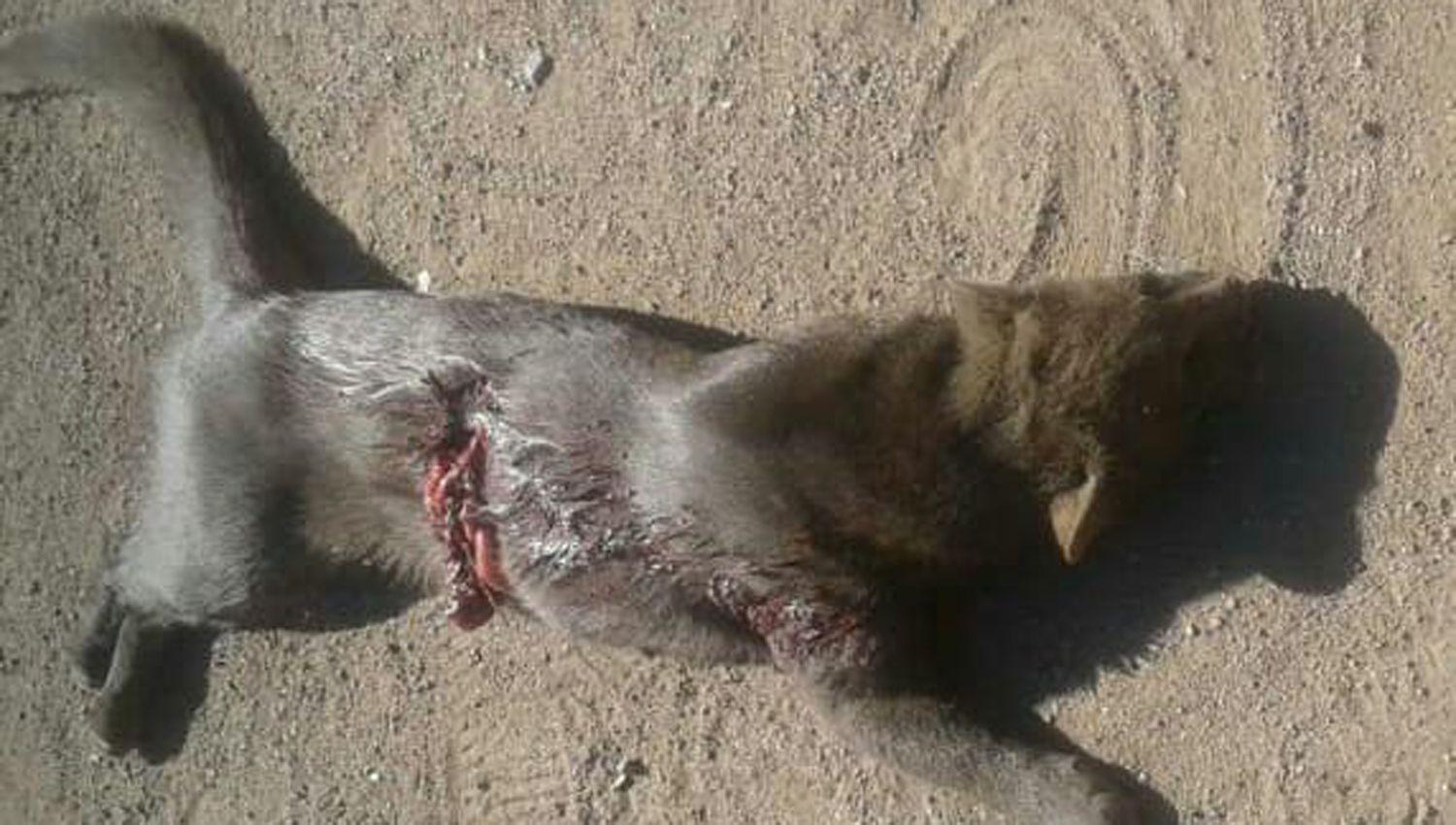 Aparecioacute un Jaguarundi muerto en Ojo de Agua