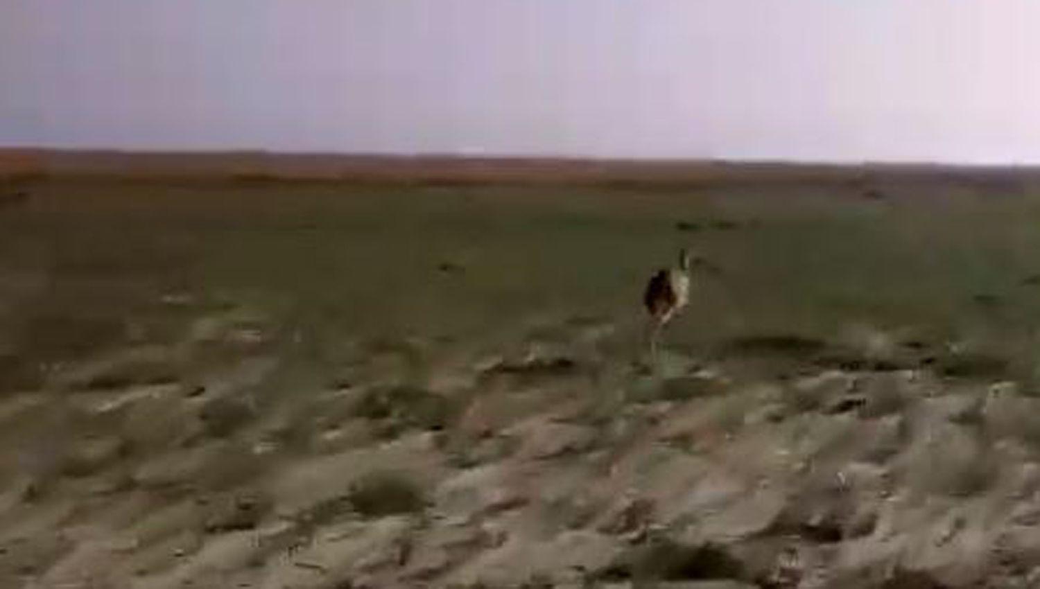 VIDEO  Indignante- asiacute persiguen y cazan avestruces en Santiago