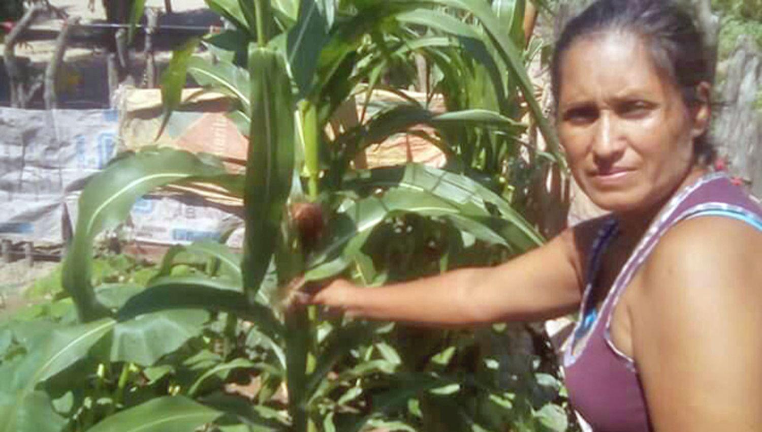 Maacutes de 800 familias de Choya y Guasayaacuten ya tienen semillas