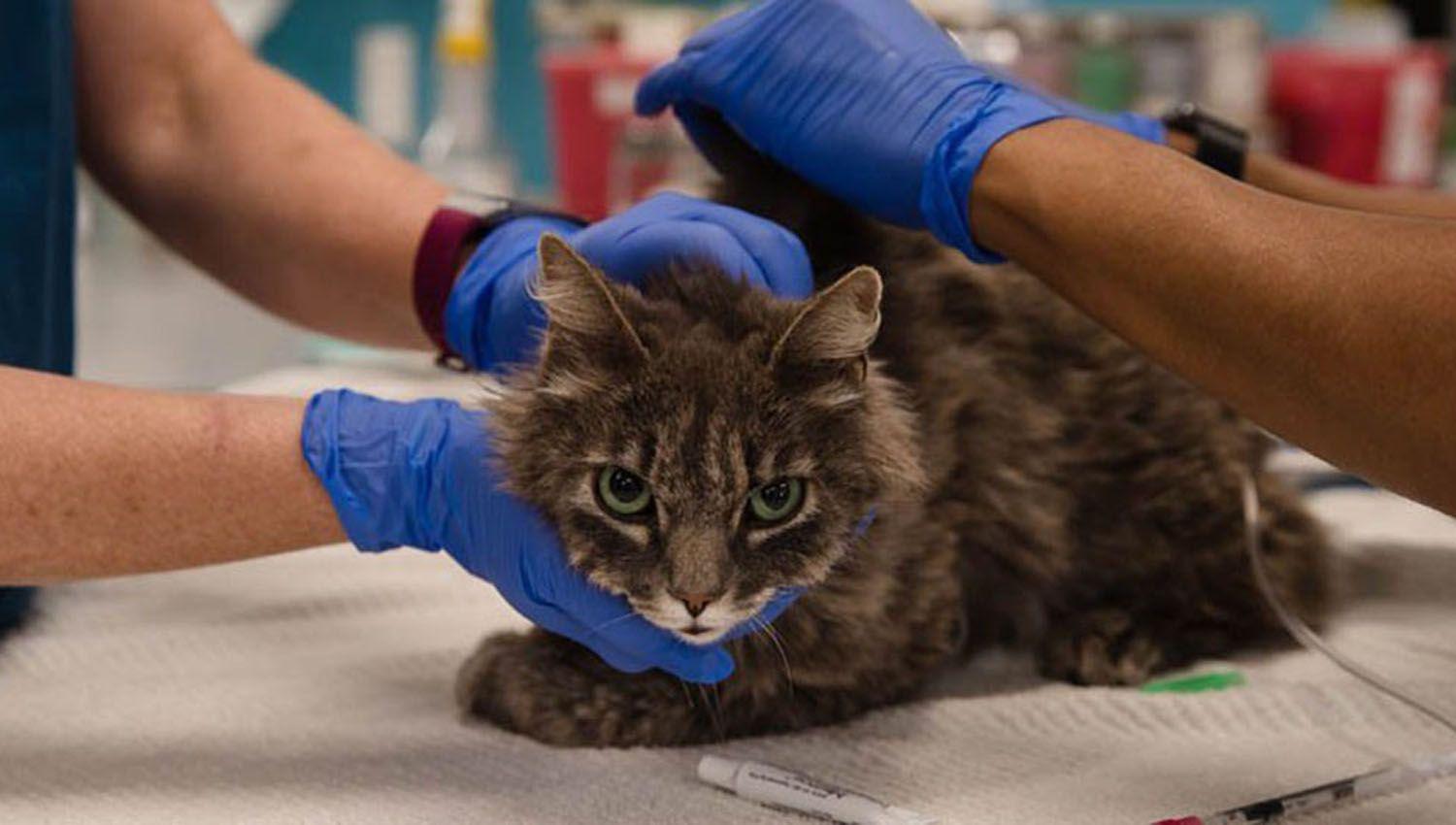 Francia pide a los contagiados de covid-19 limitar el contacto con sus gatos
