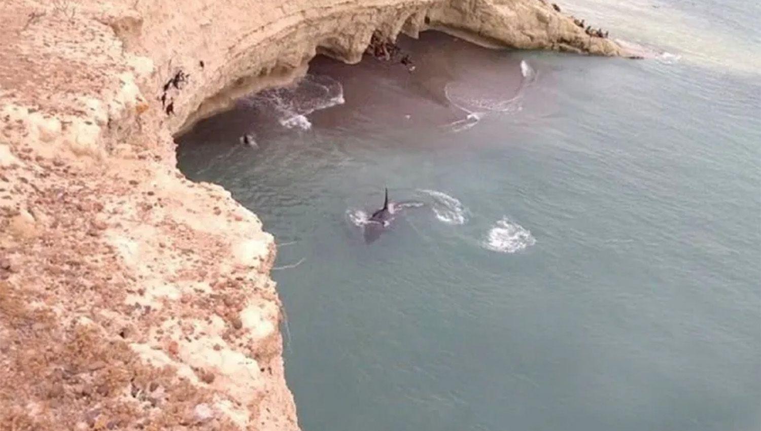 Sin puacuteblico por primera vez avistaron las primeras ballenas que llegaron a Puerto Madryn